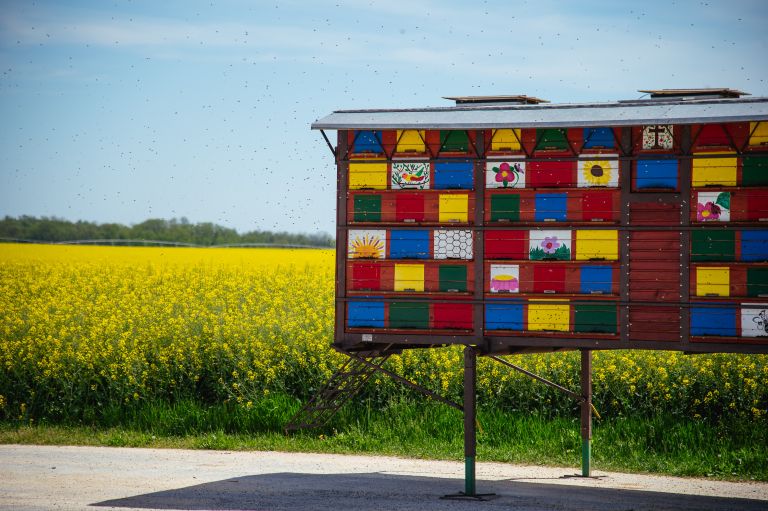 simbolična, čebelnjak, čebela, čebele, čebelji-panj, žuželke, narava, barve
