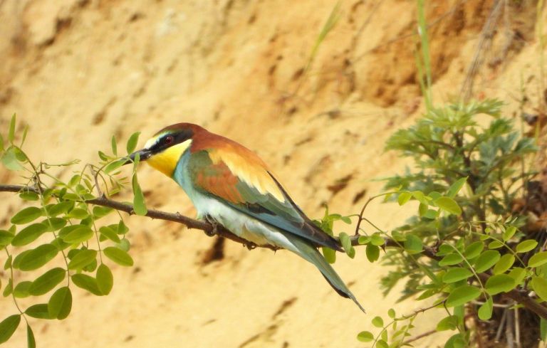 cebelar