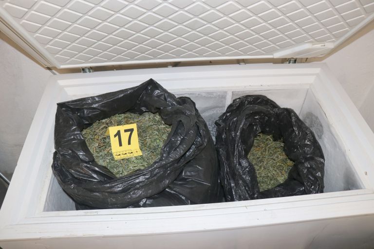 pums, droga, konoplja, zaseg-konoplje, bodonci