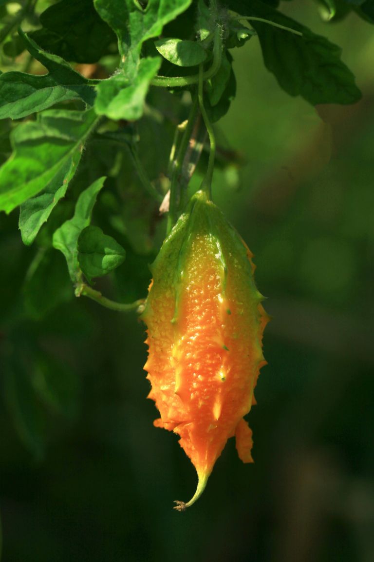 kiwano