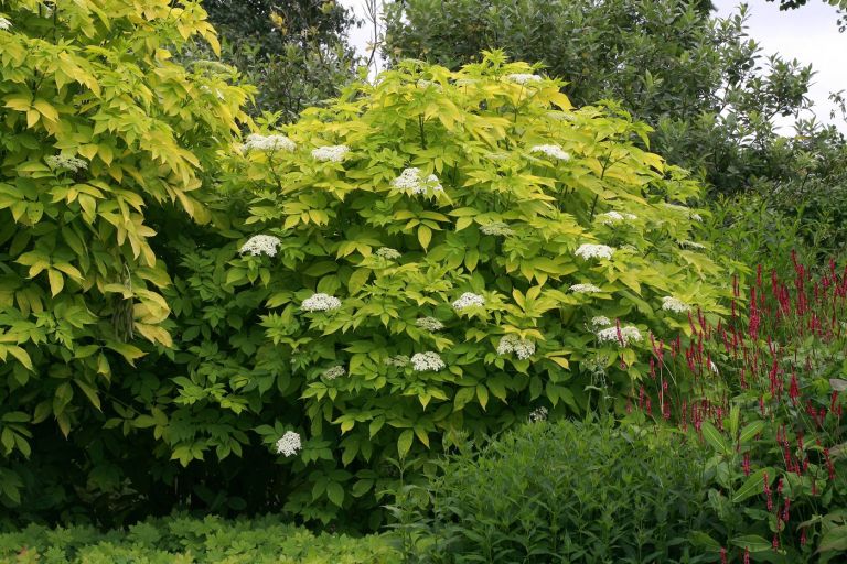 Sambucus nigra "Aurea"