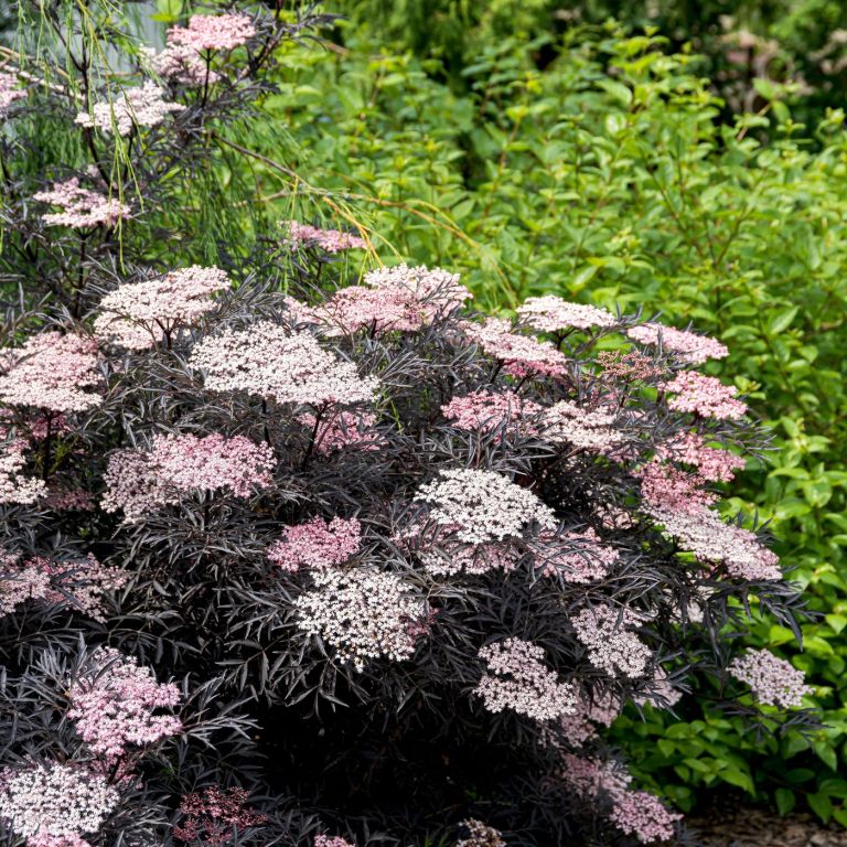 Sambucus nigra ‘Black Lace’