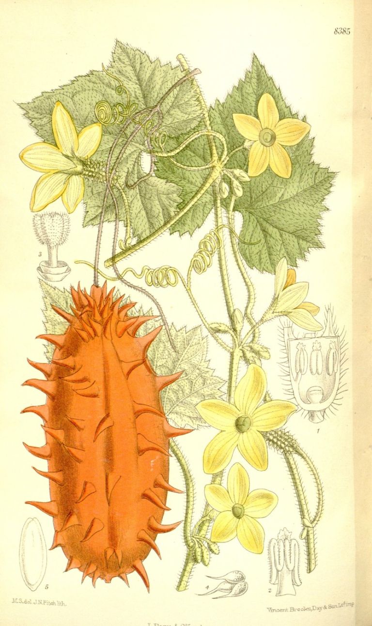 Botanična ilustracija kiwana