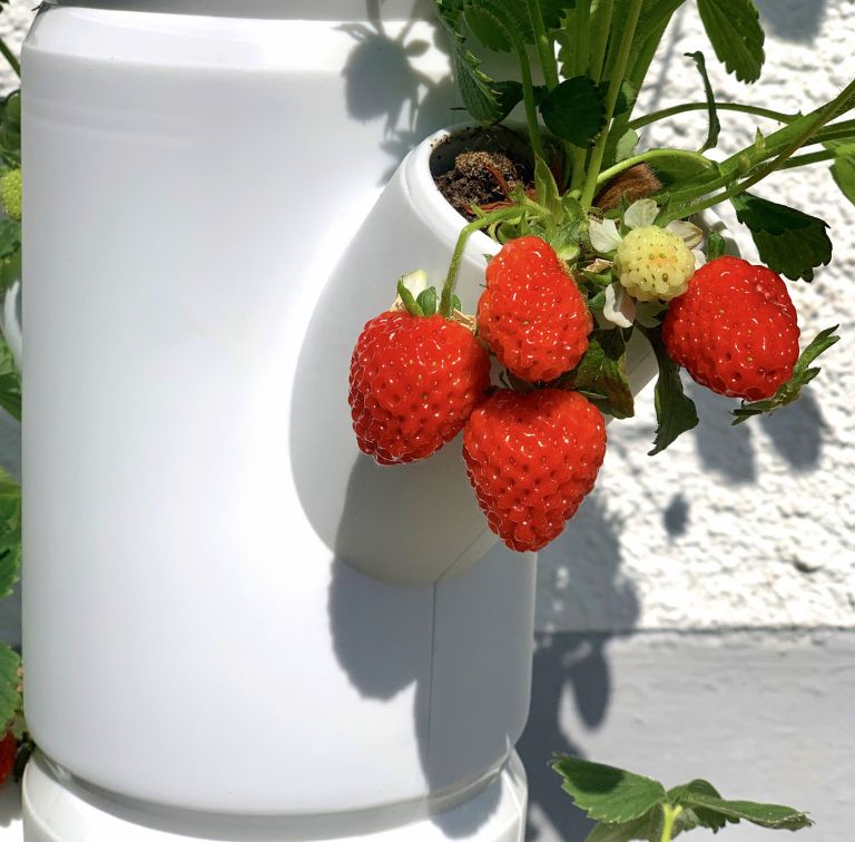 jagode SISSI STRAWBERRY