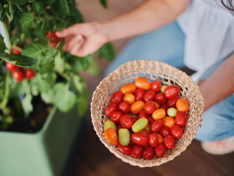 TOM TOMATO Urbano vrtnarjenje