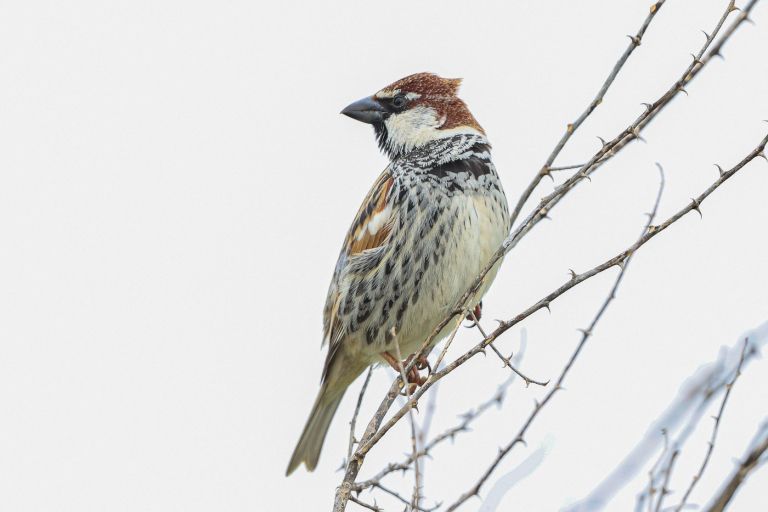 travniški vrabec (Passer hispaniolensis).jpg