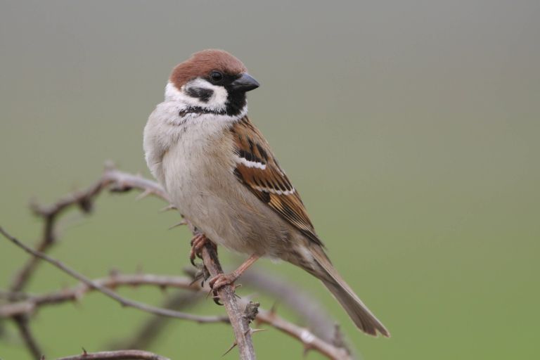 poljski vrabec (Passer montanus).jpg