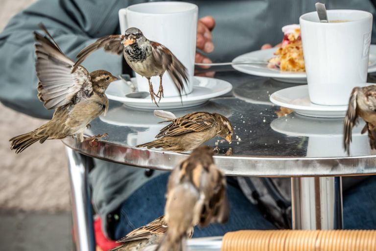 domači vrabec (Passer domesticus).jpg