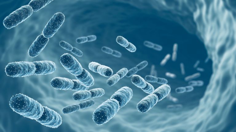 ilustrativna_lactobacillus_shutterstock.jpg