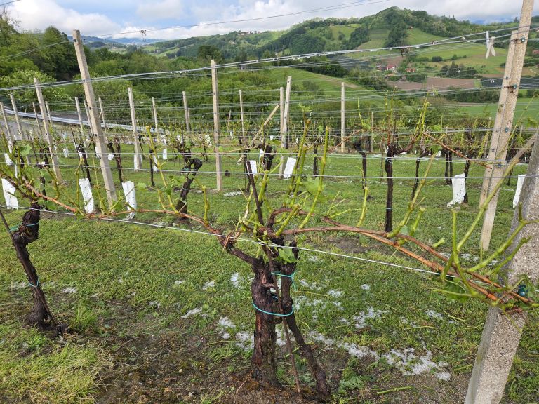 Posledice toče vinograd Pisece foto J Krizancic.jpg