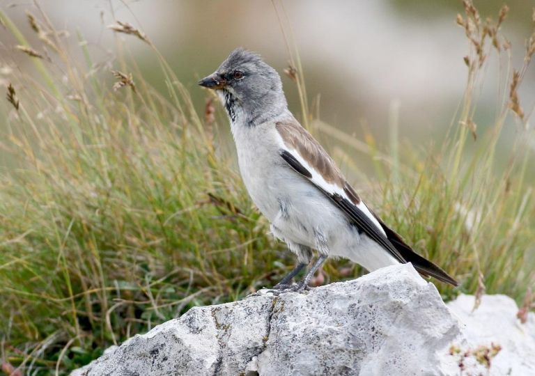 planinski vrabec (Monttifringilla nivalis).jpg