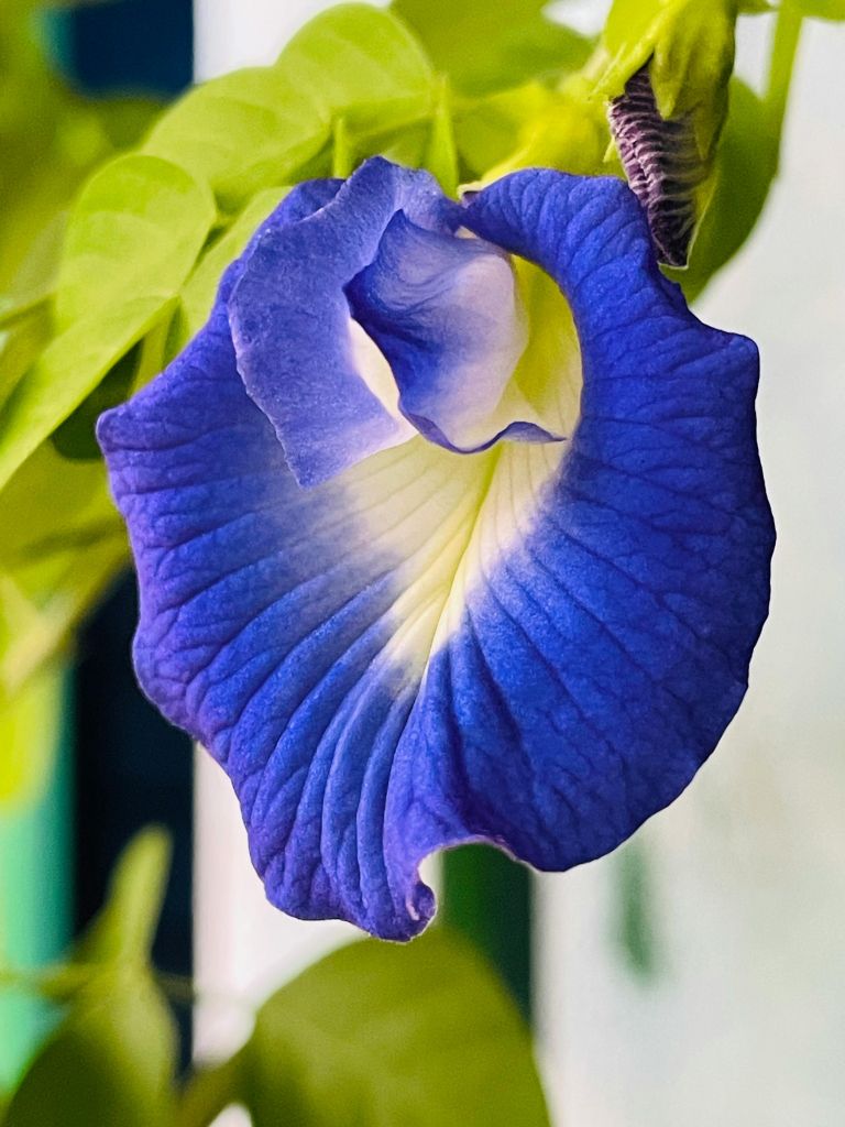 Clitoria ternatea
