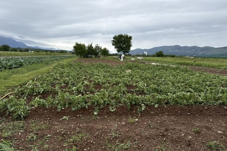 vrtojba, škoda, toča, pridelek