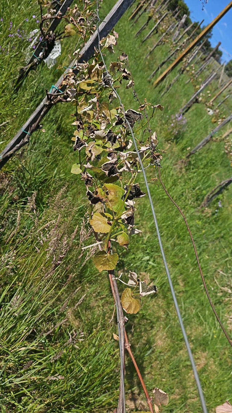 slana, vinograd, vinogradi, vinska-trta