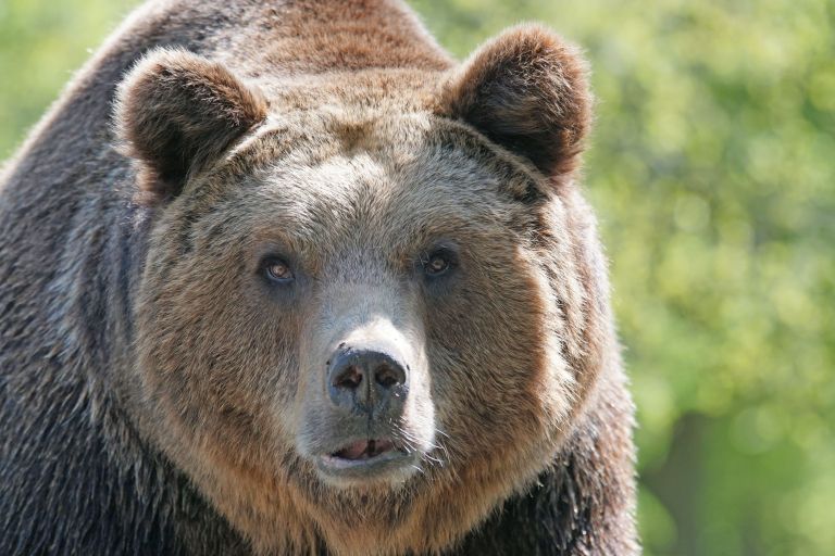pixel-mixer-brown-bear-858720.jpg