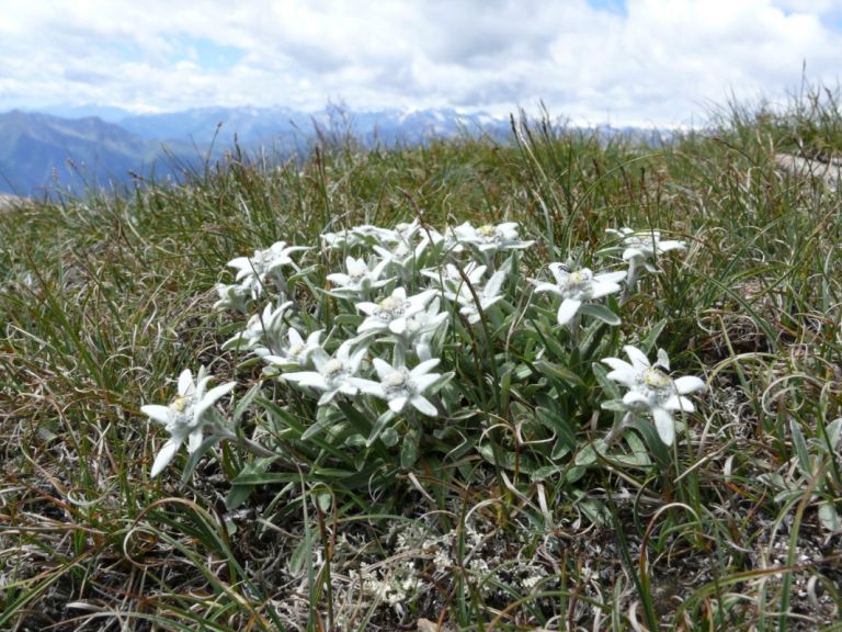dl_xy_leontopodium_alpinum_bernd_haynold_2007.jpg
