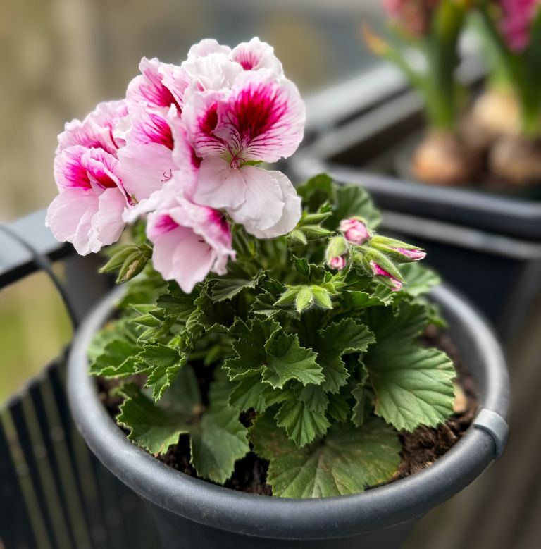 pelargonije, balkonsko-cvetje