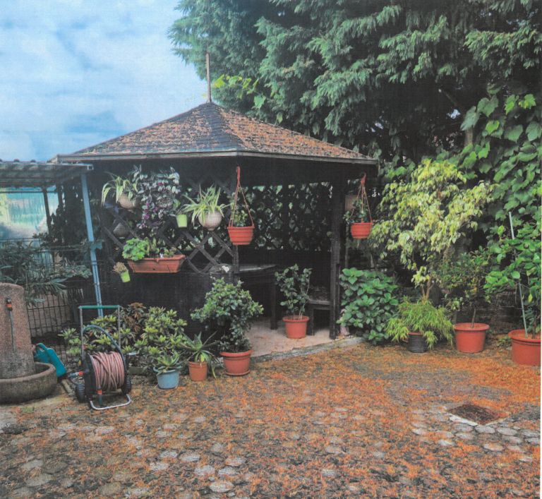 vaš-žulj, meja, smreka
