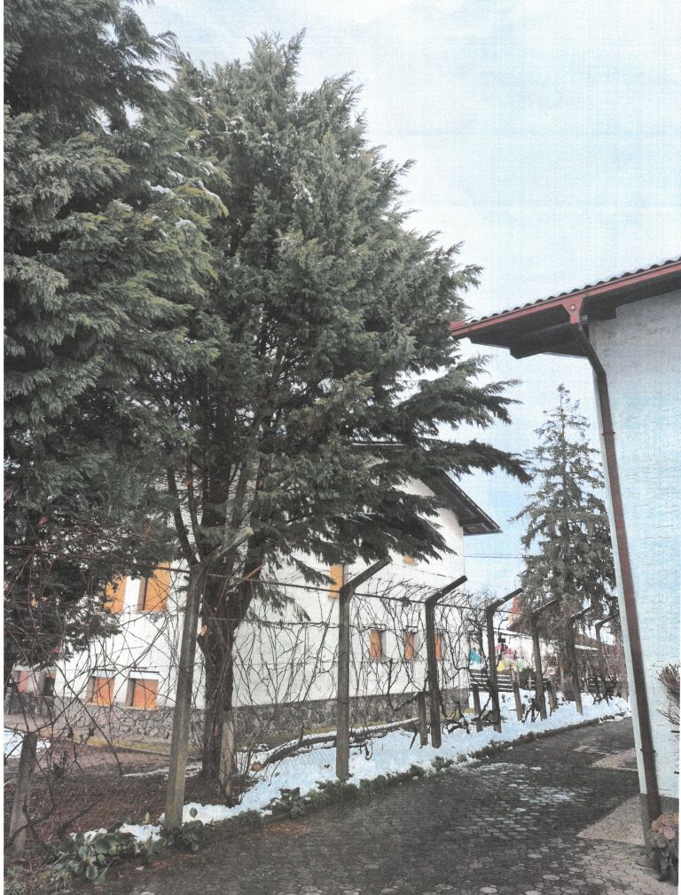 vaš-žulj, meja, smreka