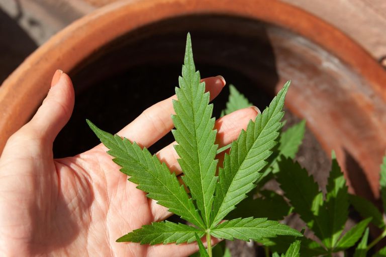 lani je prednjačila konoplja, ki je že vrsto let najbolj razširjena in najlažje dosegljiva prepovedana droga