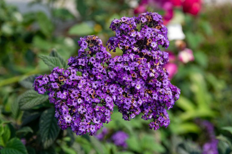 Heliotropium arborescen