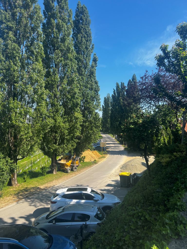 obcina-ljutomer, zasaditev-novih-dreves, jeruzalem