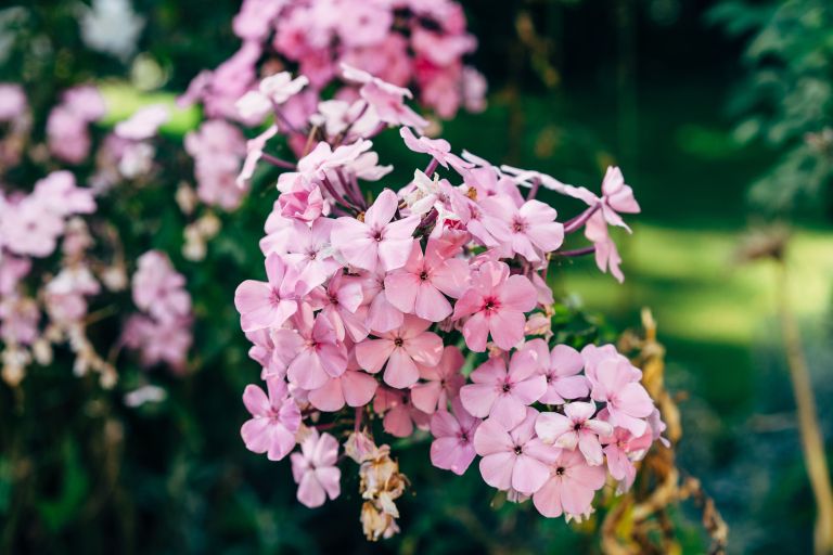 Phlox paniculata