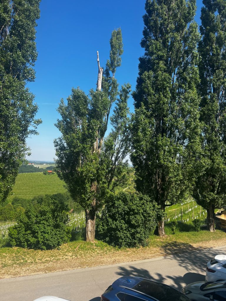 obcina-ljutomer, zasaditev-novih-dreves, jeruzalem