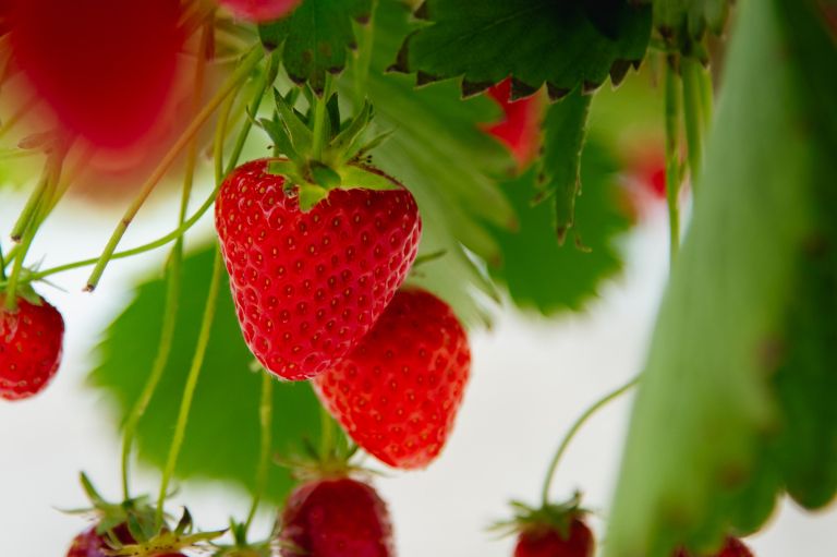 rastlinjaki-panvita, rastlinjak-beltinci-jagode, jagode, rastlinjak-nemščak-solata, solata, sadike