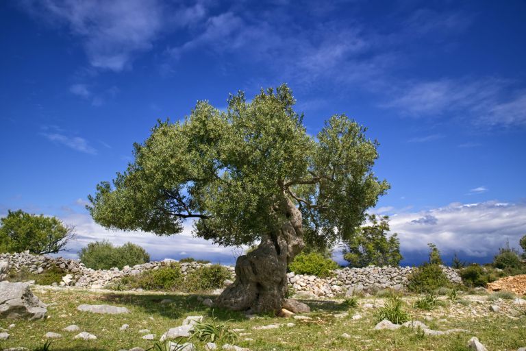 Lun, oljka, otok pag