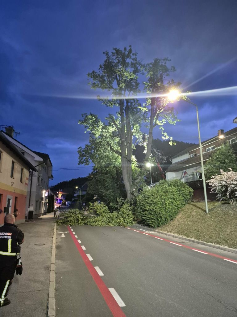 radlje-ob-dravi, lipa