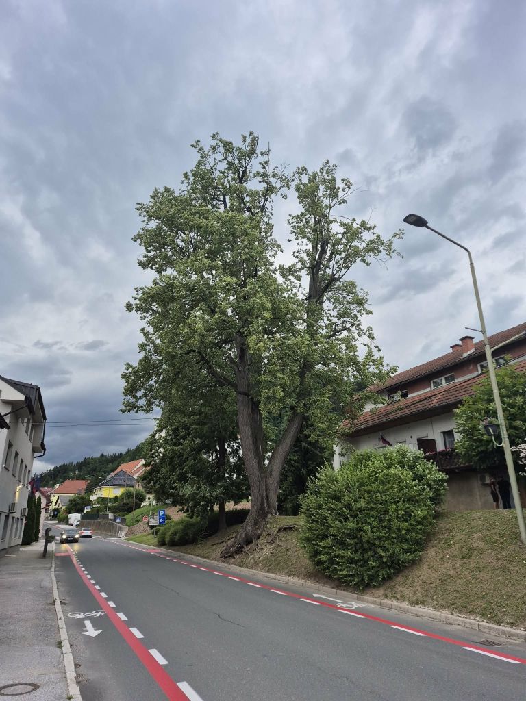 radlje-ob-dravi, lipa