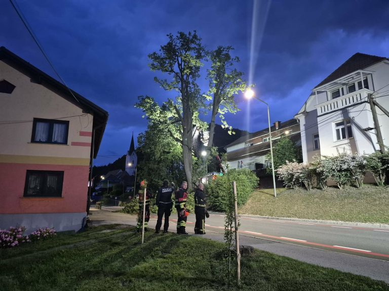 radlje-ob-dravi, lipa