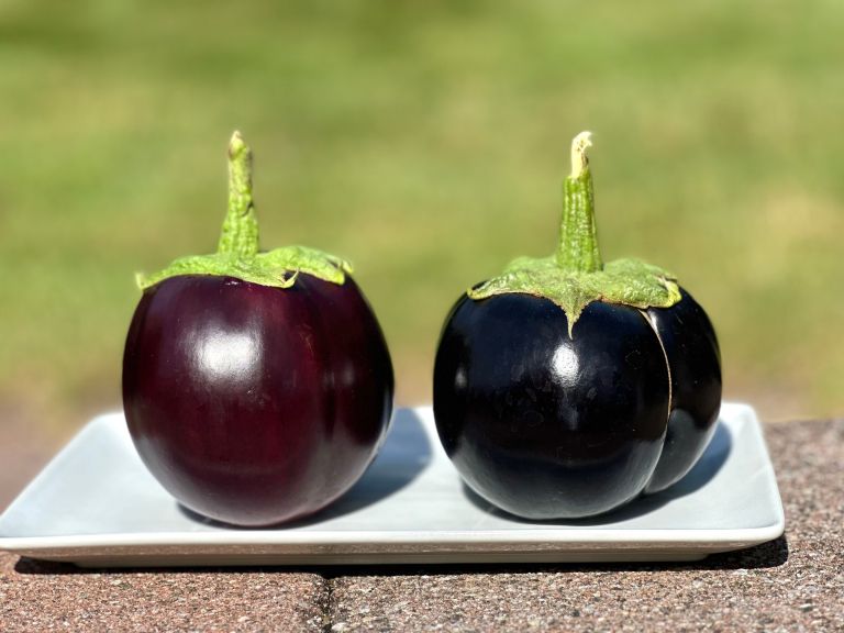 okrogli jajčevec