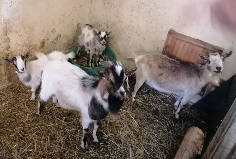 Na domačiji imajo devet koz