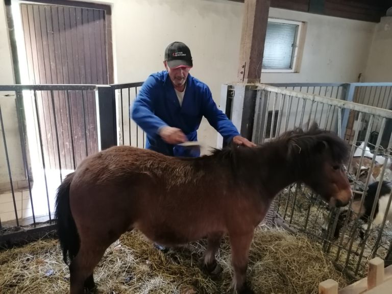 Krtačenje konjička Erosa je vsakodnevno opravilo