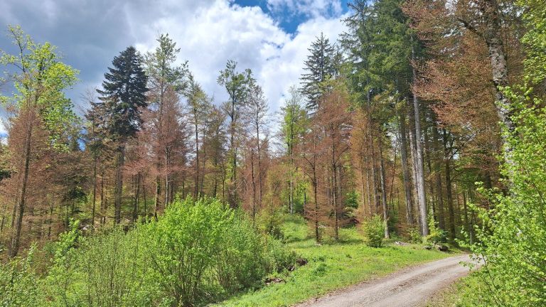 zgs, pozeba