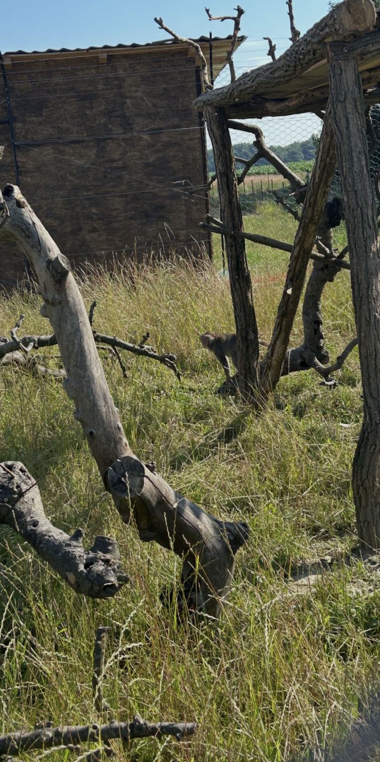 zoo-kamovci