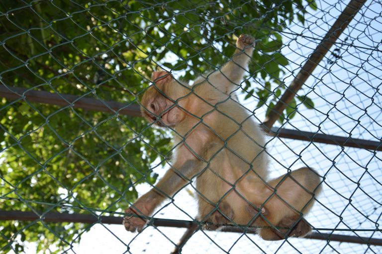 zoo-kamovci, teodor-cigan