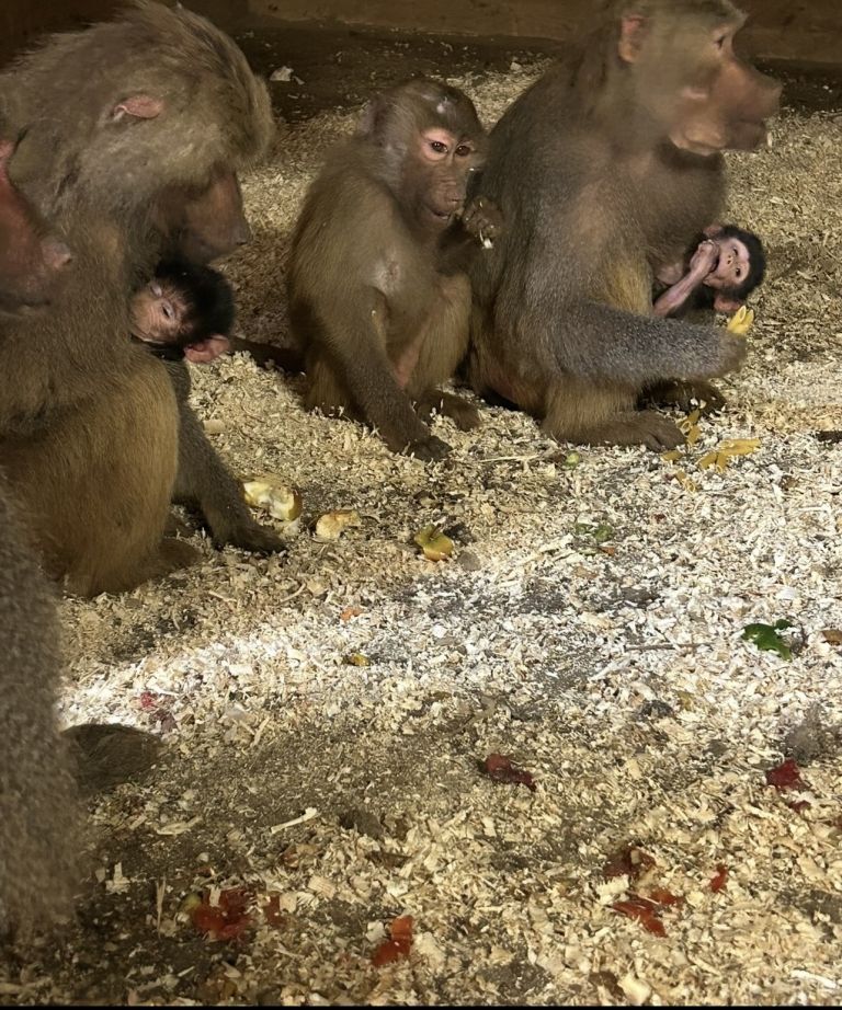 zoo-kamovci
