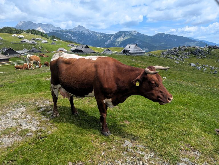 velika-planina