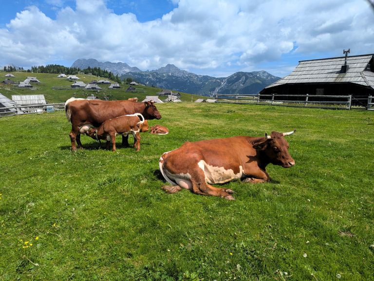 velika-planina