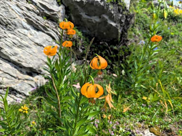 velika-planina