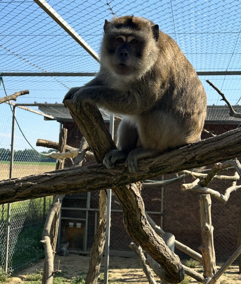 zoo-kamovci