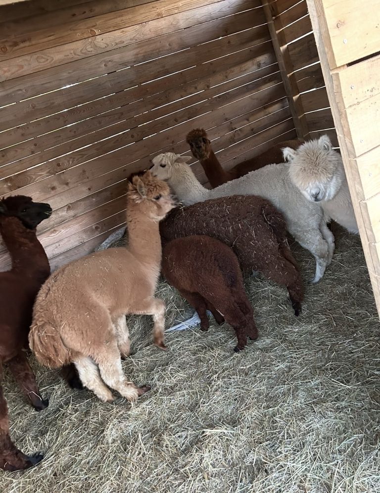 zoo-kamovci