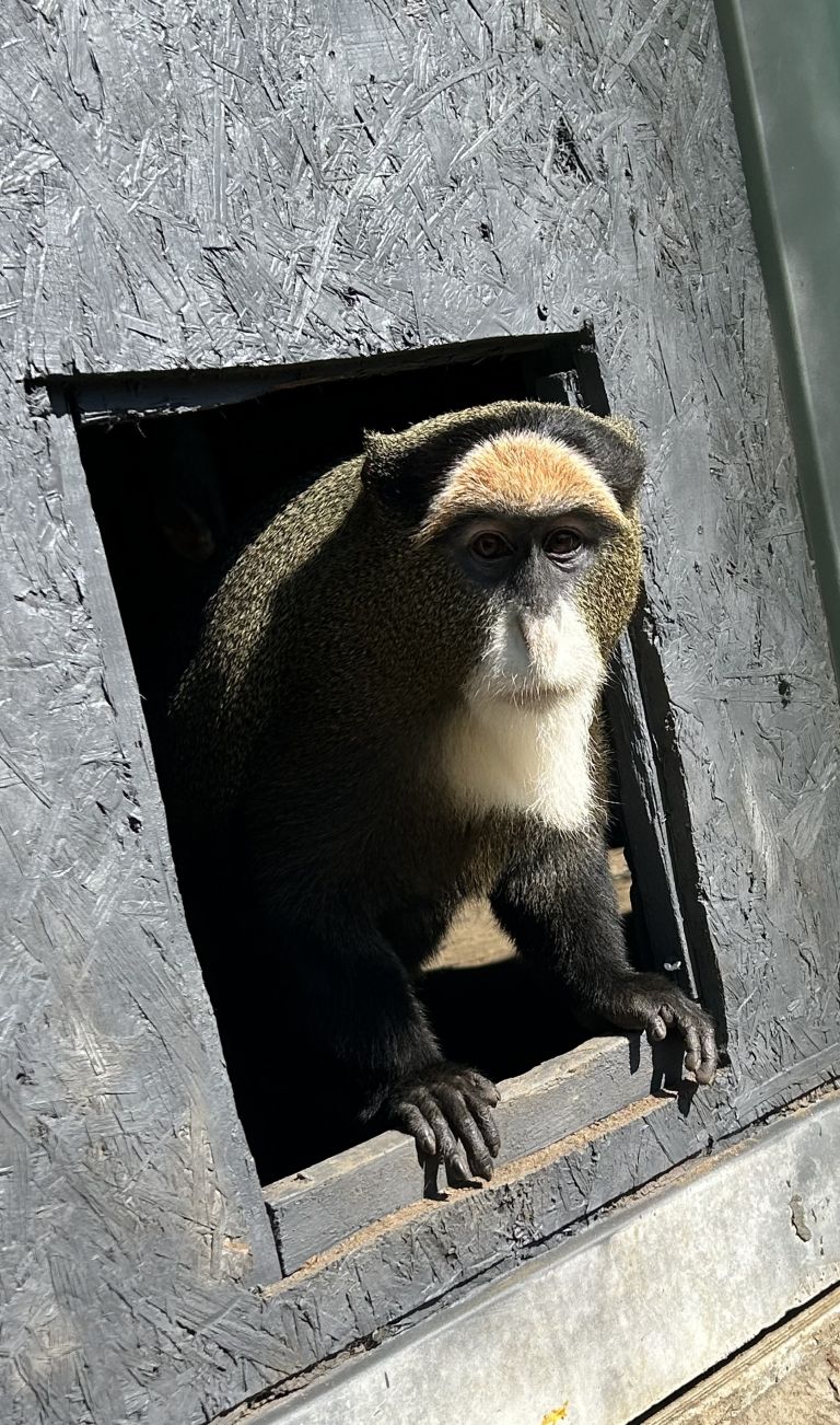 zoo-kamovci