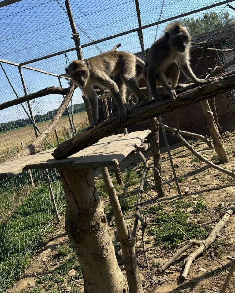 zoo-kamovci