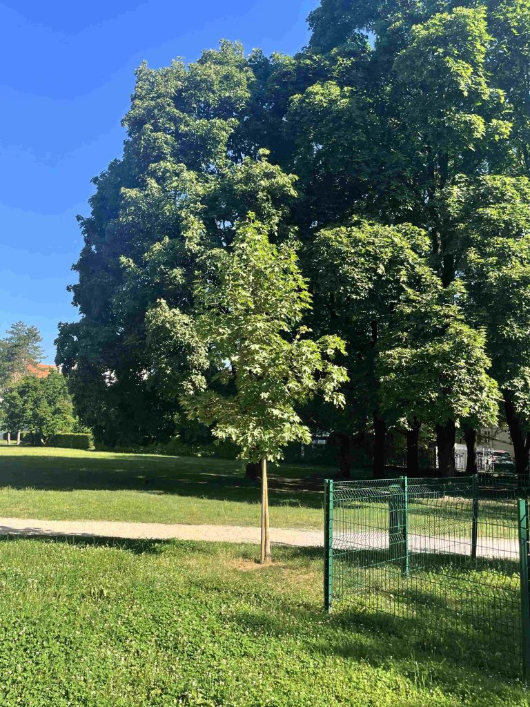 Platane_savinjsko nabrežje