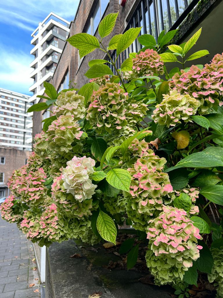 hortenzija