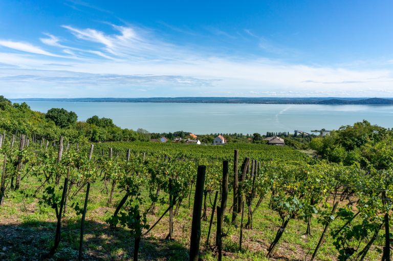 Vinogradi ob Blatnem jezeru